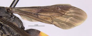 Media type: image;   Entomology 13668 Aspect: Wing front
